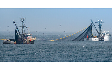 Two boats work together to catch squid in a purse seine