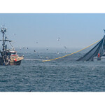 Two boats work together to catch squid in a purse seine