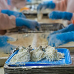 Breaded shrimp being prepared in Vietnam.