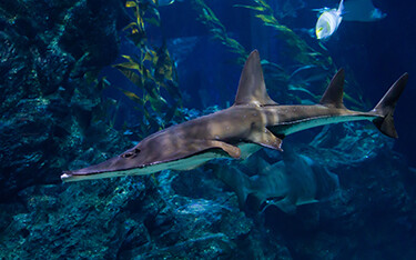 A guitar fish swimming.