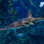 A guitar fish swimming.