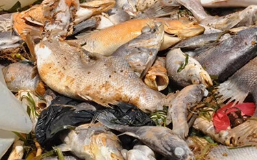 A pile of dead fish on the shores of Lake Victoria.