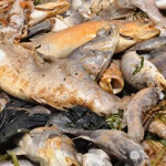 A pile of dead fish on the shores of Lake Victoria.
