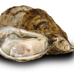 Oyster Kings oysters.