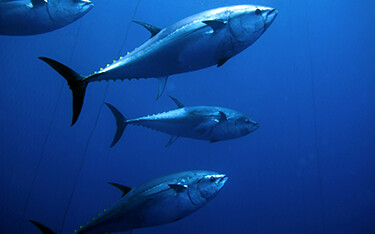 Bluefin tuna swimming.