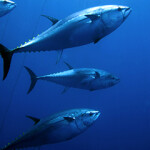 Bluefin tuna swimming.