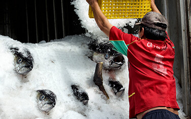 A worker in Vietnam loads frozen tuna onto a truck filled with ice.