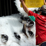 A worker in Vietnam loads frozen tuna onto a truck filled with ice.