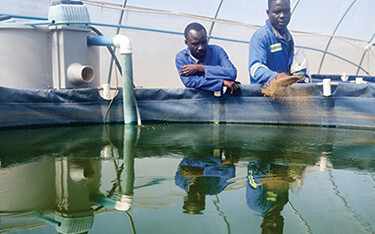 Two aquaculture operators in Zimbabwe feed a pond of tilapia.