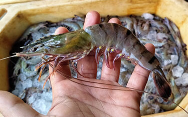Farmed shrimp in Pakistan.