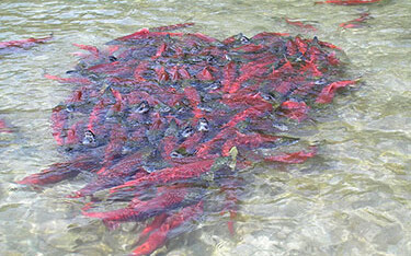 A cluster of Bristol Bay sockeye salmon.
