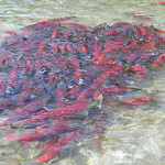 A cluster of Bristol Bay sockeye salmon.