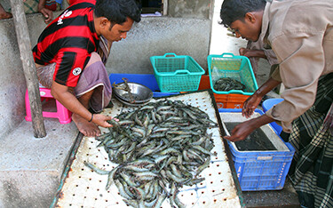 BANGLADESH SHRIMP FARMERS