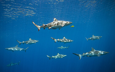 Pacific sharks