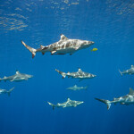 Pacific sharks
