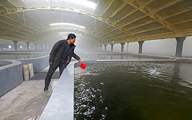 An indoor grouper farm in Northern China.