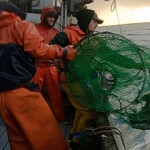 The crew of the F/V Devotion handles a lightweight CodCoil pot filled with live black cod.