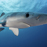 A blue shark swimming in the ocean.