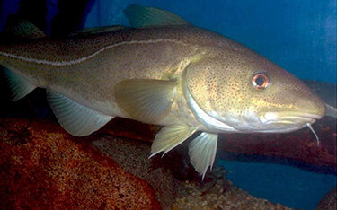 A cod swimming in water off the coast of New England.