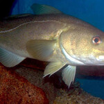 A cod swimming in water off the coast of New England.