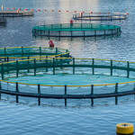 Aquaculture net pens