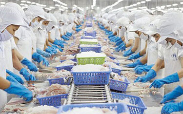 A Vinh Hoan production line.