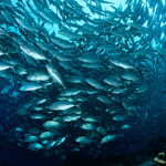 A school of fish swimming.