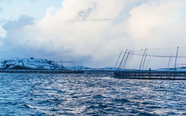Aquaculture nets in the water.