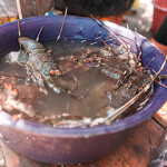 A bucket with freshly caught spiny lobster in Nicaragua.