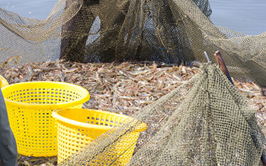 Shrimp farmers in Thailand collect a net full of shrimp.