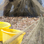 Shrimp farmers in Thailand collect a net full of shrimp.
