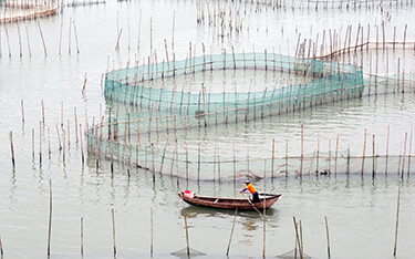 A man rows out to inspect the nets of a large crab farm in Xiapu, China.