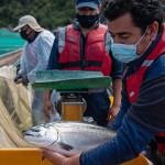 Researchers examining a salmon as part of studies of Chilean aquaculture.