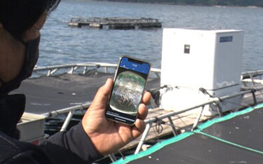 An example of a worker using the Umitron CELL AI-based fish feeding system.