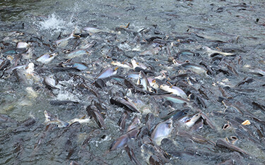A pangasius pond in Thailand.