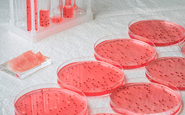 cultivated meat dishes