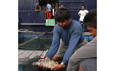Small juvenile humphead wrasse caught by a Hong Kong-registered vessel in Indonesia.