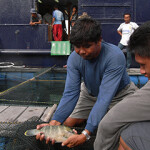 Small juvenile humphead wrasse caught by a Hong Kong-registered vessel in Indonesia.