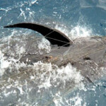 A pilot whale entangled in a large-mesh drift gillnet