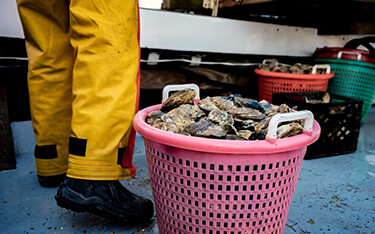 A basket of oysters harvested in Virginia.