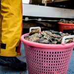 A basket of oysters harvested in Virginia.