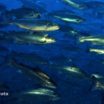 An image taken by a ReelData system of salmon.