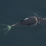 A North Atlantic right whale that was spotted with fishing gear entangled around it.