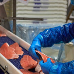 A Vega Salmon worker processing fillets of salmon.