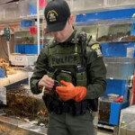 An officer from the New York State Department of Environmental Conservation's Division of Law Enforcement inspects lobsters for sale in New York City.