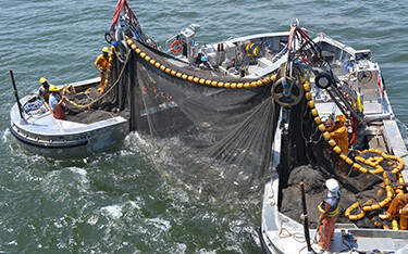 Menhaden fishing in Virginia.