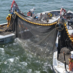Menhaden fishing in Virginia.