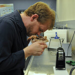 Food and Drug Administration (FDA) sensory analyst William Parsons sniffs canned mackerel to check for spoilage.