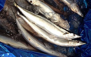 Saury on ice.