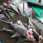 Sharks caught in Costa Rica.